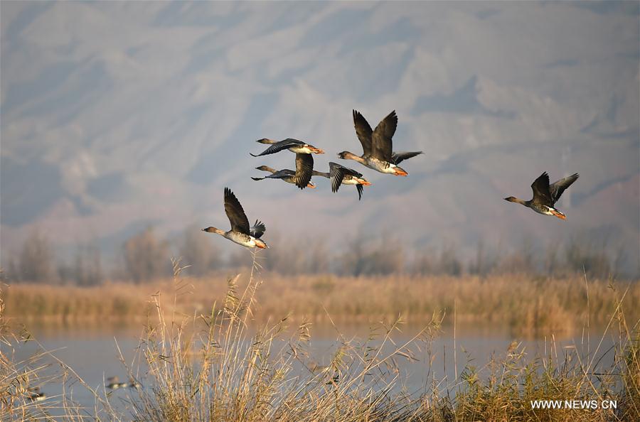 CHINA-NINGXIA-WETLAND-WILD GEESE (CN)