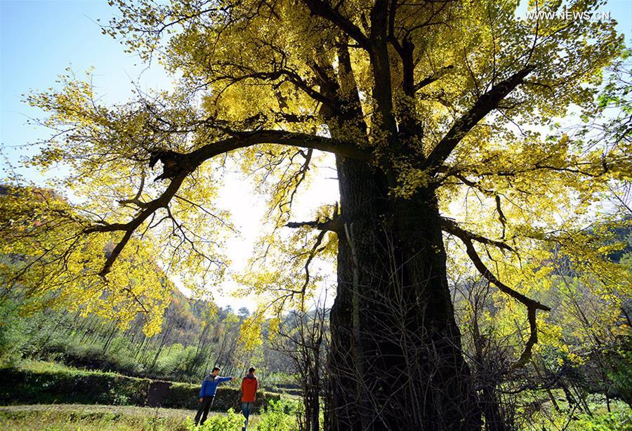 #CHINA-AUTUMN SCENERY (CN)