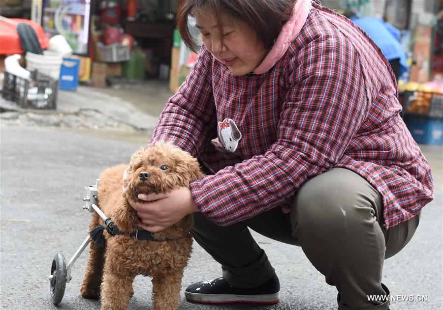 CHINA-ANHUI-DISABLED DOG-MOBILITY-KIND PEOPLE (CN)