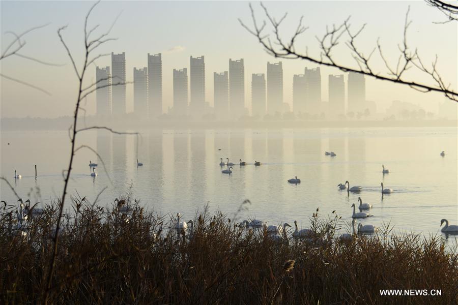 Over 1,000 whooper swans came to spend the winter time in the park each year.