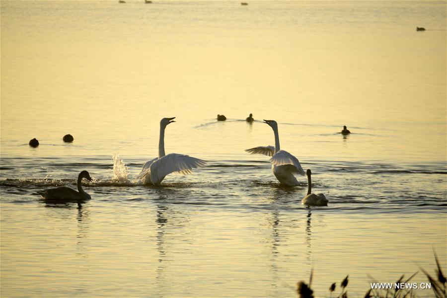 Over 1,000 whooper swans came to spend the winter time in the park each year.