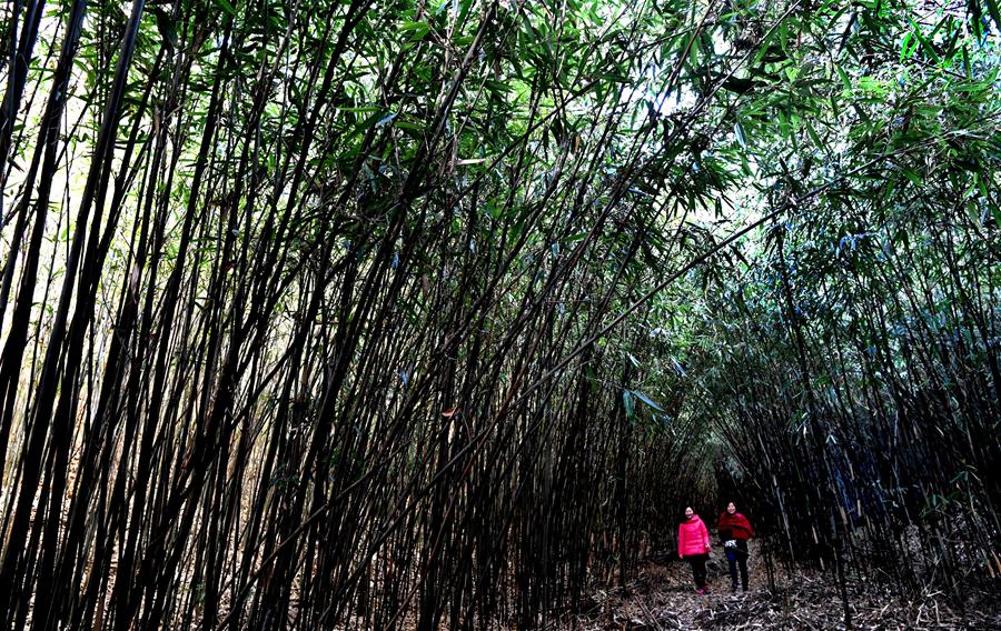 CHINA-SHAANXI-HANZHONG-BAMBOO FOREST(CN)