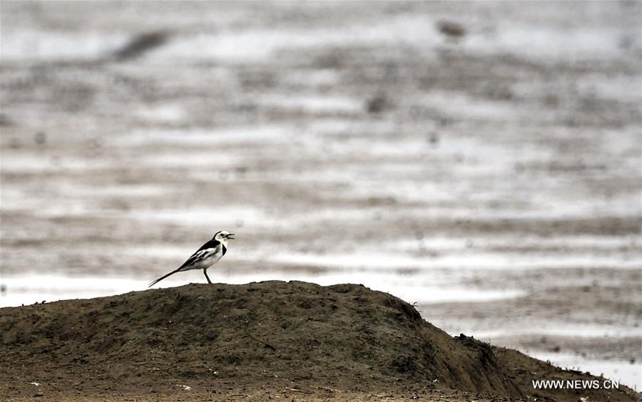 CHINA-HAINAN-DONGZHAIGANG-MIGRANT BIRDS(CN)