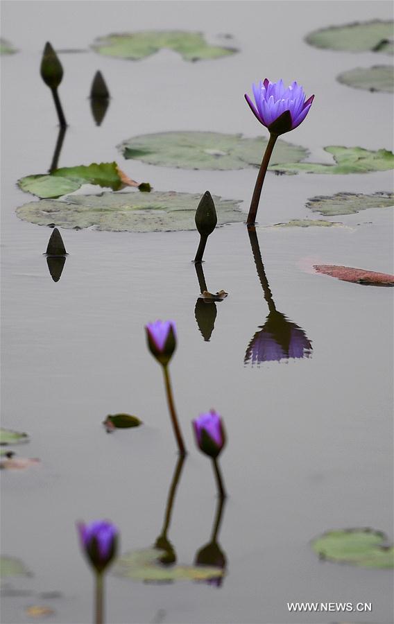 Photo taken on Dec. 30, 2016 shows a lotus flower in a pond in Haikou, capital of south China's Hainan Province.