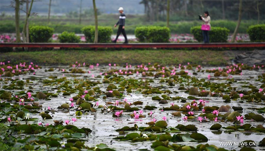Photo taken on Dec. 30, 2016 shows a lotus flower in a pond in Haikou, capital of south China's Hainan Province.