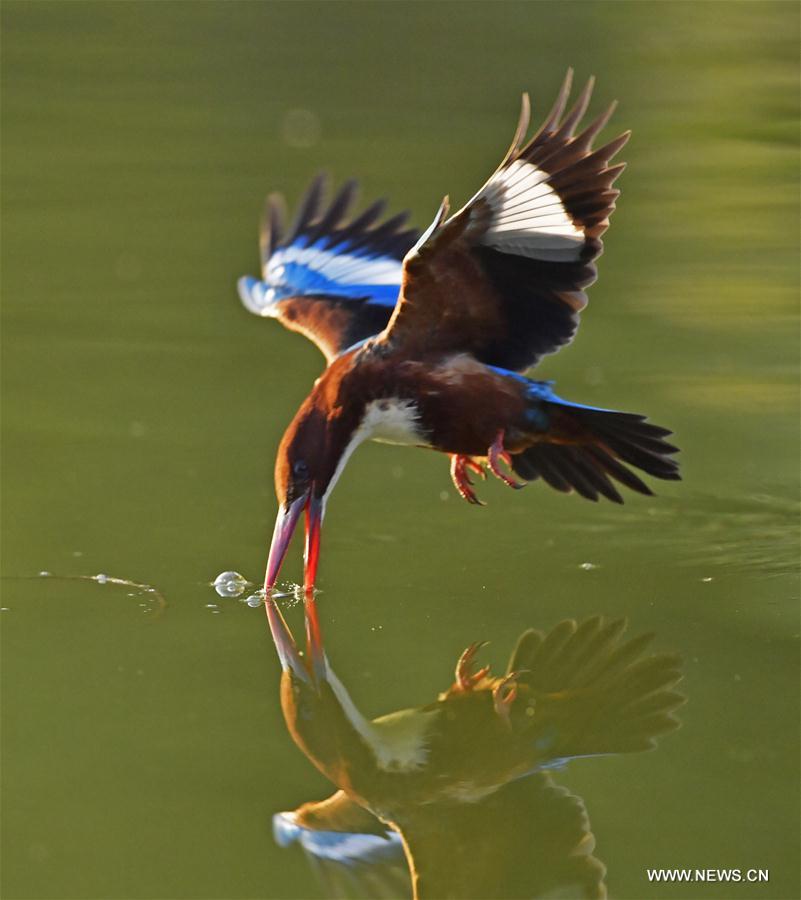 A kingfisher catches fish at Queshan Park in Liuzhou City, south China's Guangxi Zhuang Autonomous Region, Dec. 31, 2016.