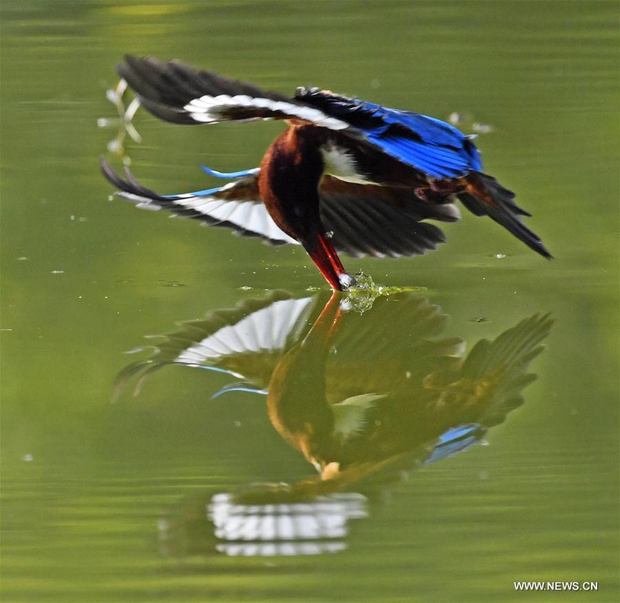 A kingfisher catches fish at Queshan Park in Liuzhou City, south China's Guangxi Zhuang Autonomous Region, Dec. 31, 2016.