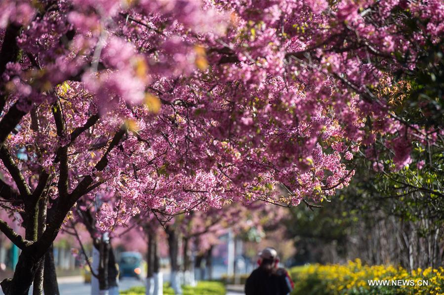 CHINA-KUNMING-CHERRY BLOSSOMS (CN)