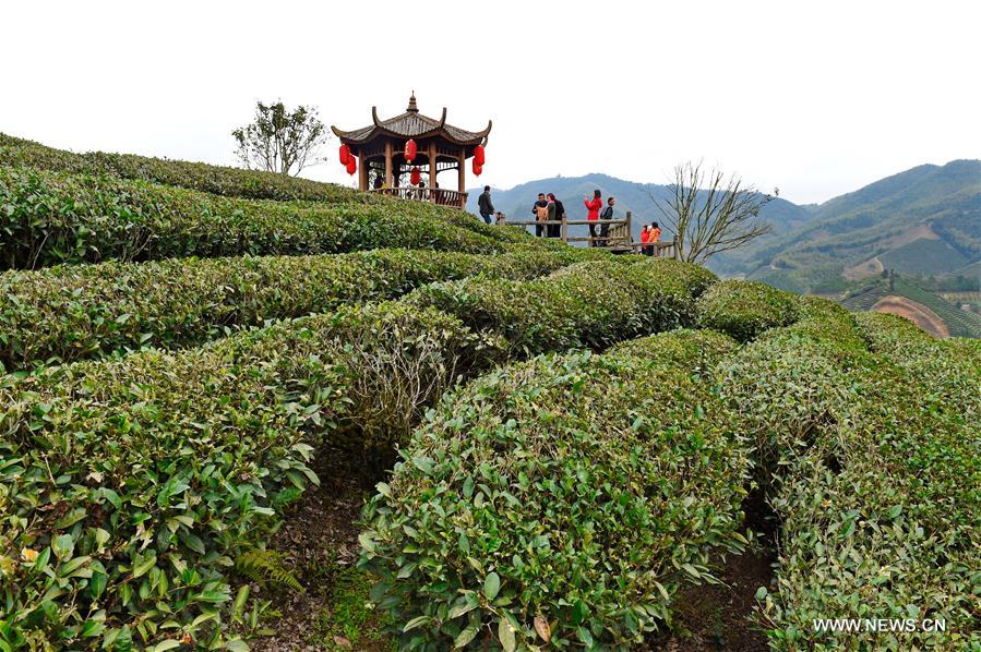 Tourists visit a tea plantation during Chinese Lunar New Year holiday in Houtang Village of Xiaoqiao Township in Jian'ou, southeast China's Fujian Province, Jan. 31, 2017. (Xinhua/Zhang Guojun) 