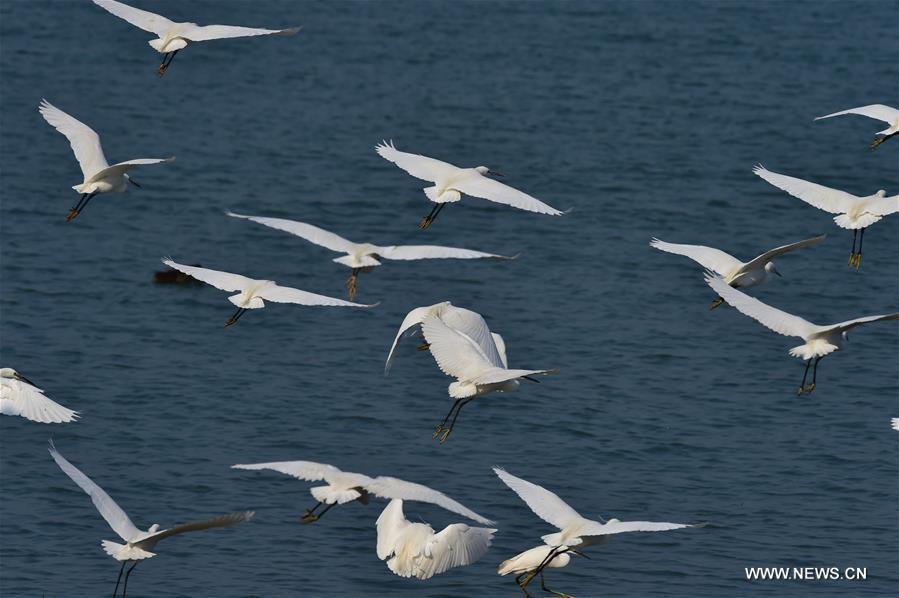 More and more birds were spotted in Luoyuan, a sign of improved environment in the region.