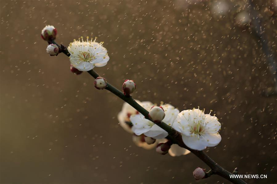 Photo taken on Feb. 16, 2017 shows a plum blossom in the rain at a park in Xuyi County, east China's Jiangsu Province. (Xinhua/Zhou Haijun) 