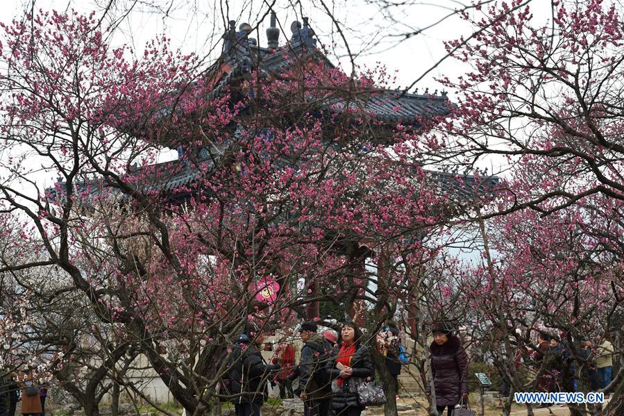 CHINA-NANJING-PLUM BLOSSOMS-TOURISM (CN)