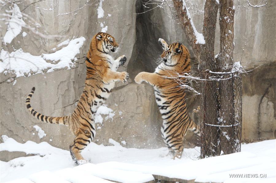 #CHINA-SHANDONG-YANTAI-SIBERIAN TIGER (CN)