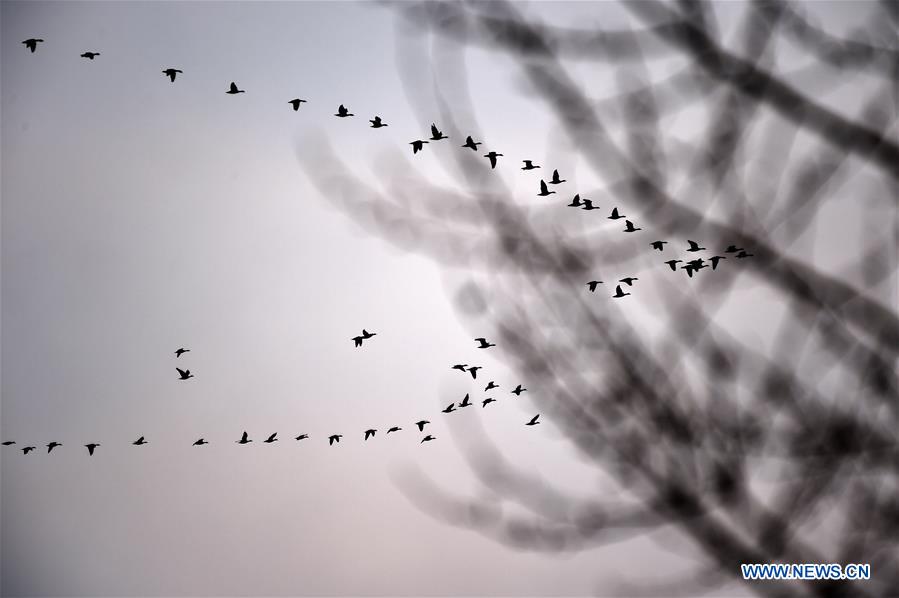 CHINA-HEILONGJIANG-MIGRANT BIRDS (CN)