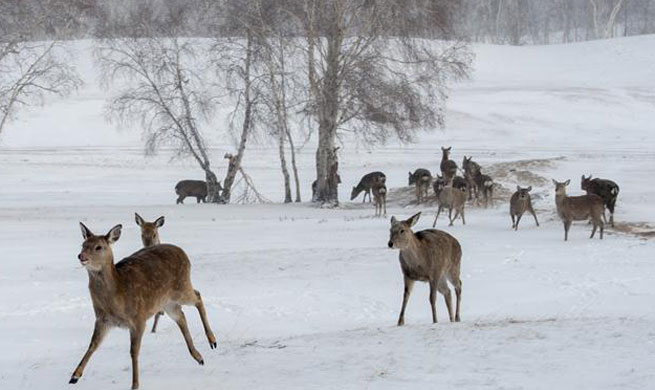 Deer seen on snowfield in N China