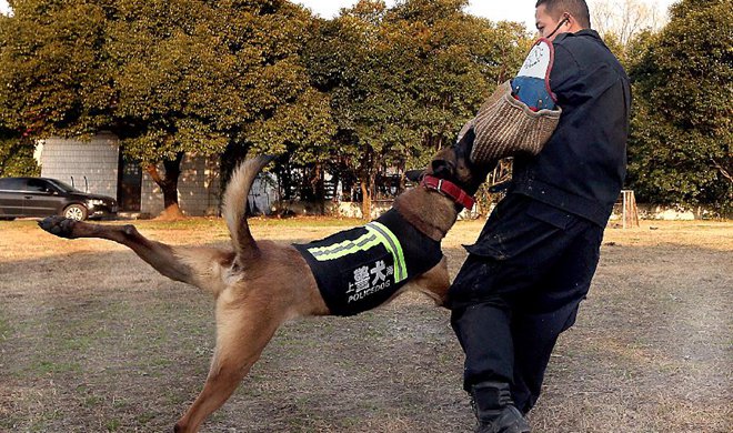 Policedogs keep daily training in cold winter