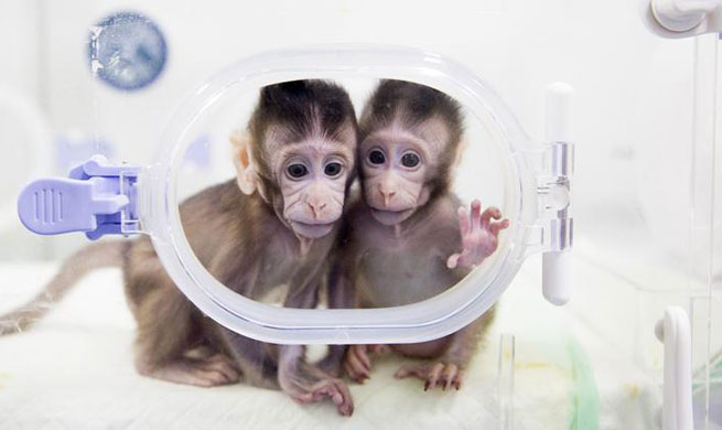 Macaque cloning breakthrough offers hope against human illnesses