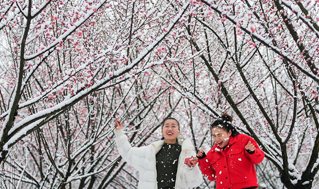 Blooming plum blossoms amid snow in east China's Jiangsu
