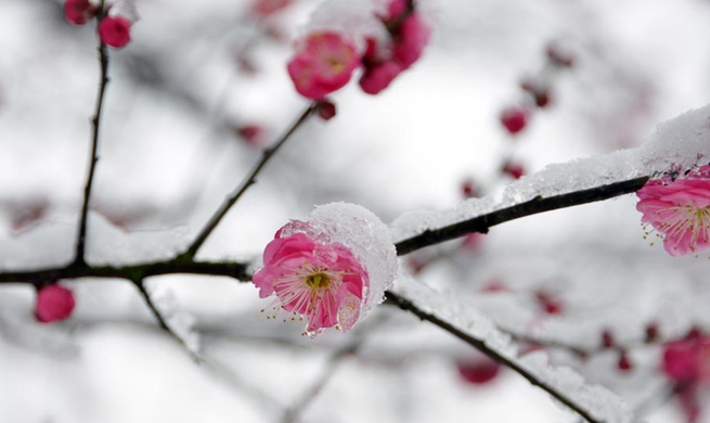 Red plum blossoms in snow