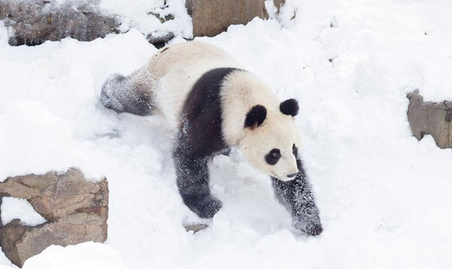 Giant pandas enjoy snow in China's Jiangsu