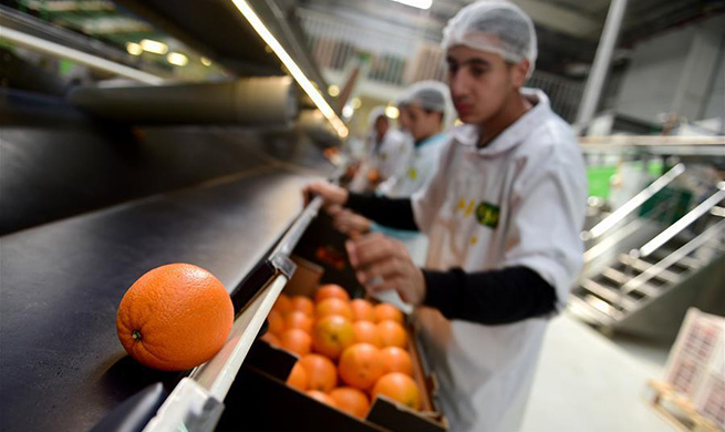 Citrus farms prosper in Egypt as country becomes 3rd largest orange exporter to China