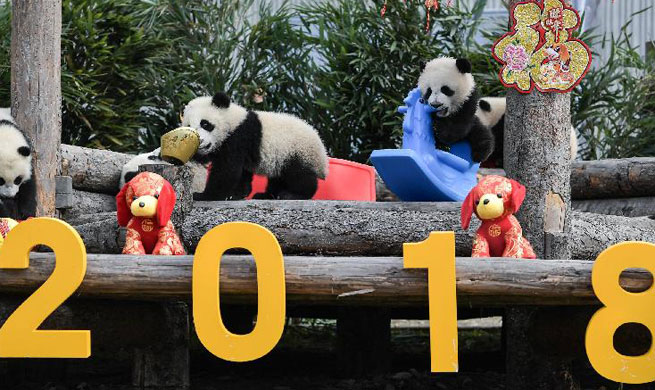 Giant pandas greet Chinese New Year in SW China's Sichuan
