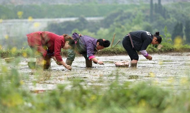 Farmers busy with planting across China around solar term Guyu