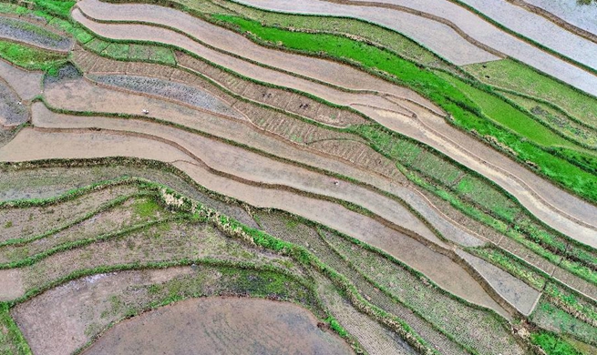 Spring scenery of paddy field in central, south China