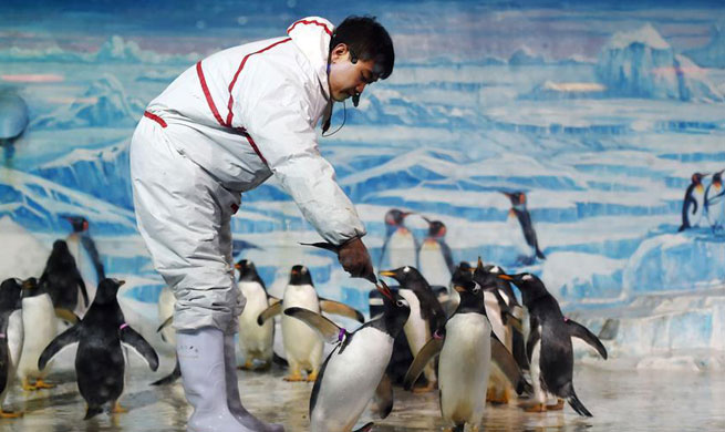 Trainer performs with penguins in China's Heilongjiang