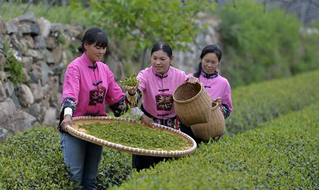 Workers pick tea leaves in N China's Hebei