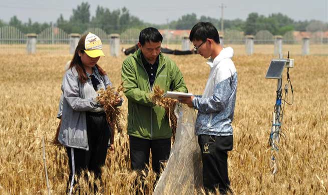 Workers of experimental station busy sampling wheat to boost agricultural innovation