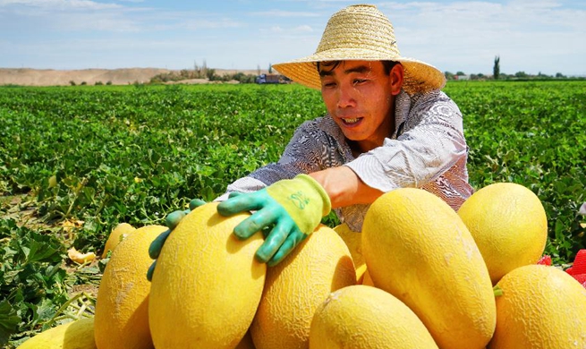 Hami melons harvested in NW China's Xinjiang