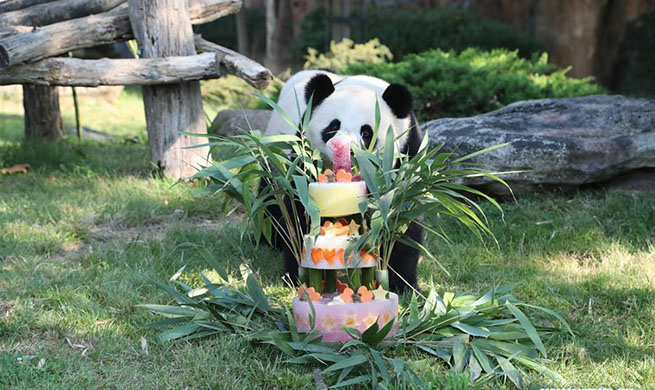 France's Yuan Meng panda celebrates first anniversary