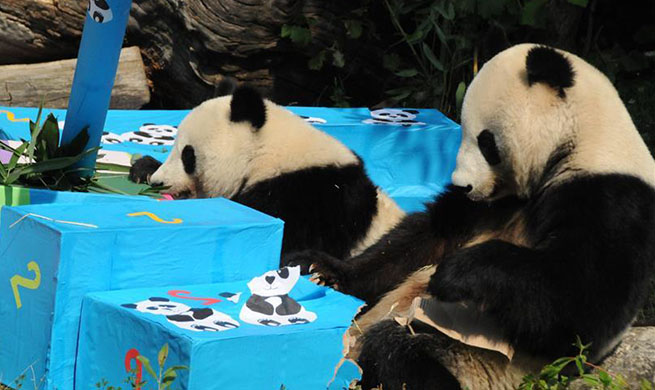 Twin giant pandas celebrate second birthday in Austria