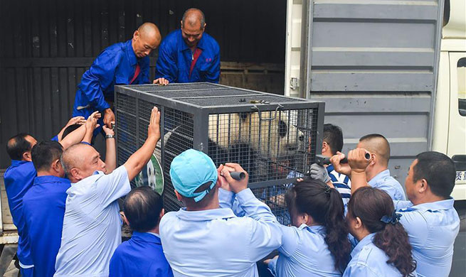 Giant pandas start journey back to Sichuan for 2019 breeding program from China's Jilin