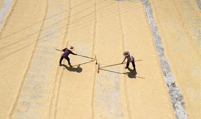 In pics: China's harvest season