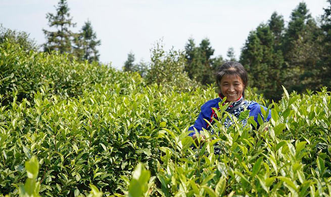 Tea industry helps farmers increase income in Chongyi County, east China's Jiangxi