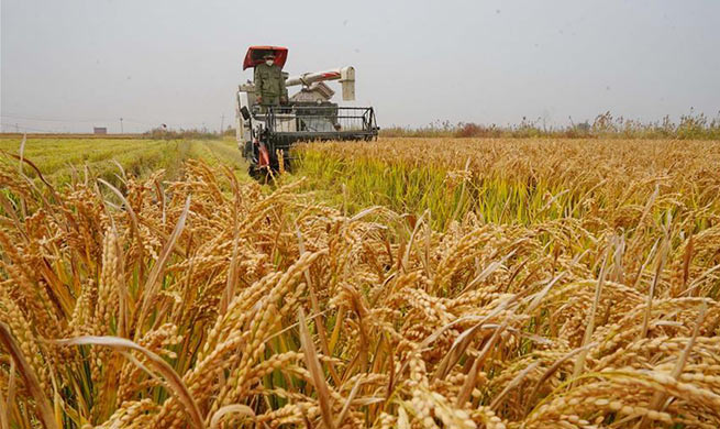 Farmers harvest rice in N China's Hebei