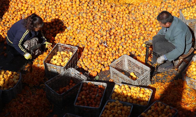 Villagers harvest and process persimmons for sale in China's Hebei