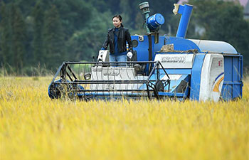 Pic story: Ji Genlan's dream of planting rice mechanically