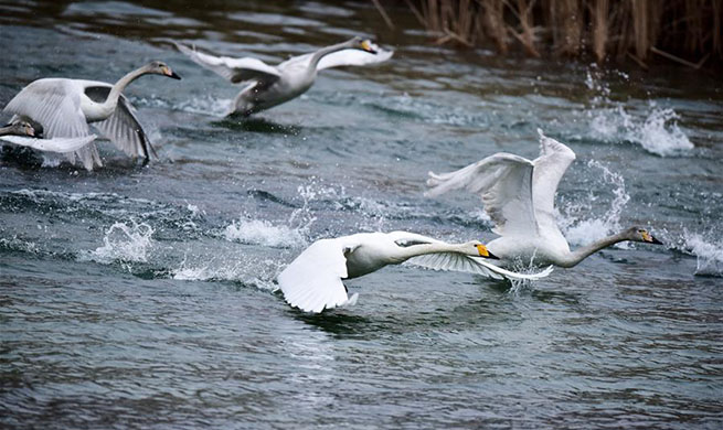 Swans seen in Yellow River wetland in China's Qinghai