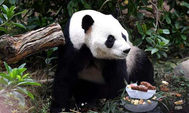 Panda "Ming Bang" celebrates birthday at Liuzhou Zoo