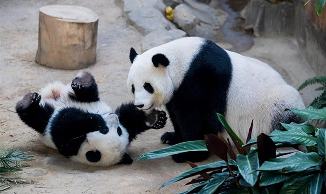 First birthday of baby giant panda celebrated in Malaysia