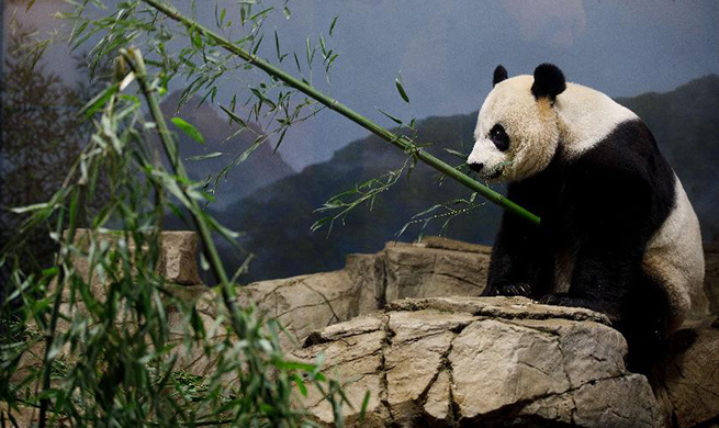 U.S. national zoo holds housewarming event inside giant panda house