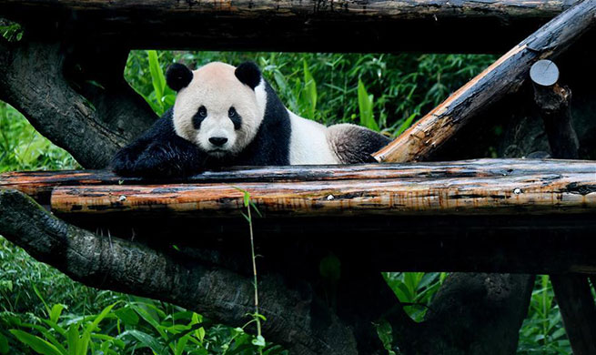 Two giant pandas at Taipei Zoo attract tourists