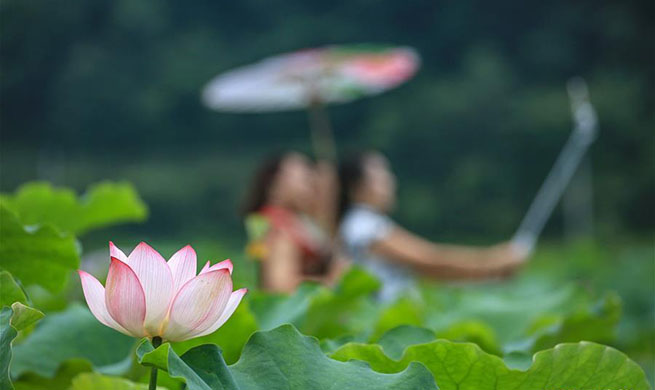 Scenery of lotus across China