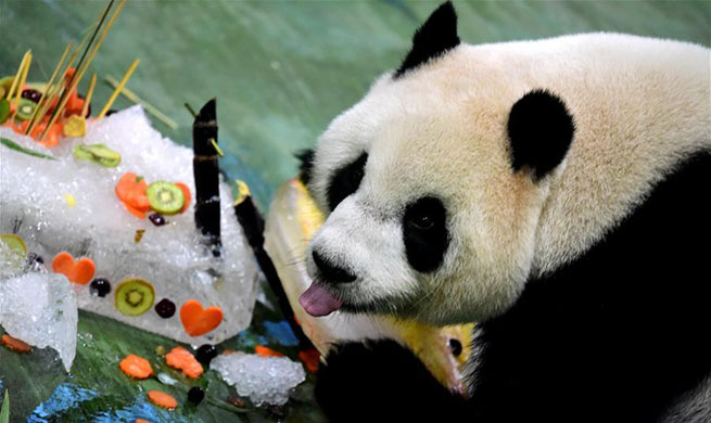 Giant panda "Yuanzai" celebrates 6th birthday in China's Taiwan