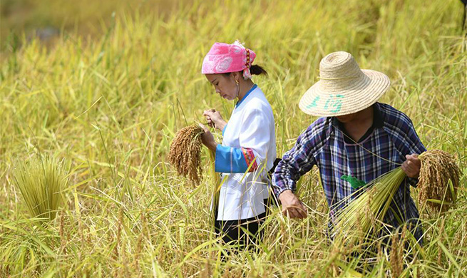 Farmers harvest rice in south China's Guangxi