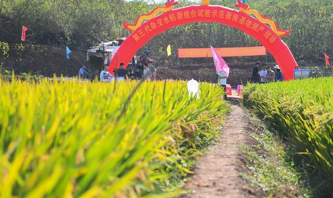 China Focus: Third-generation hybrid rice achieves high yields in China