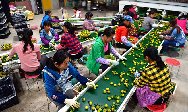 Tangerine industry in China's Guangxi creates job opportunities for people in poverty